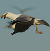 2cy argentatus in February, ringed in Norway. (75189 bytes)